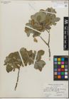 Foto von Salix glauca L.